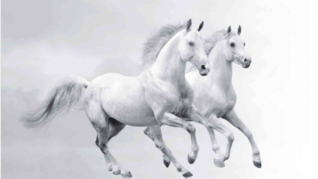 White Horse Theme