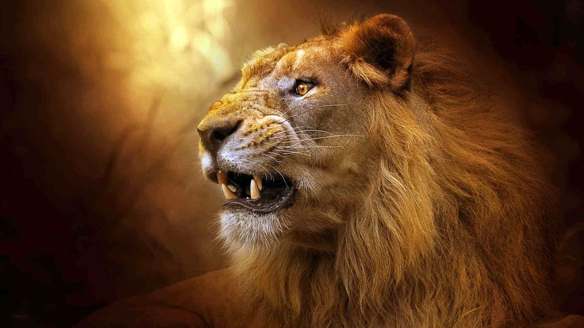 Lion