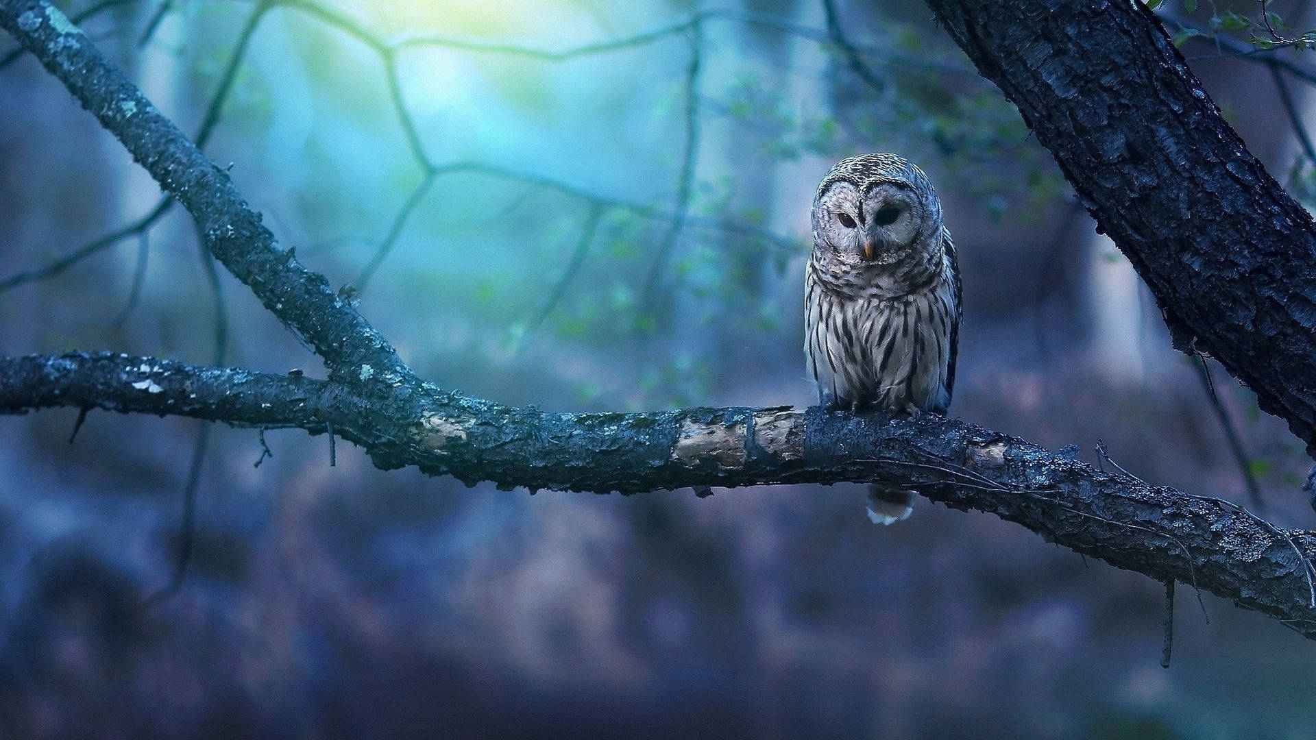 Owl