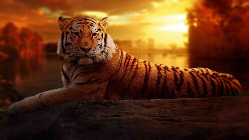 Tiger Theme