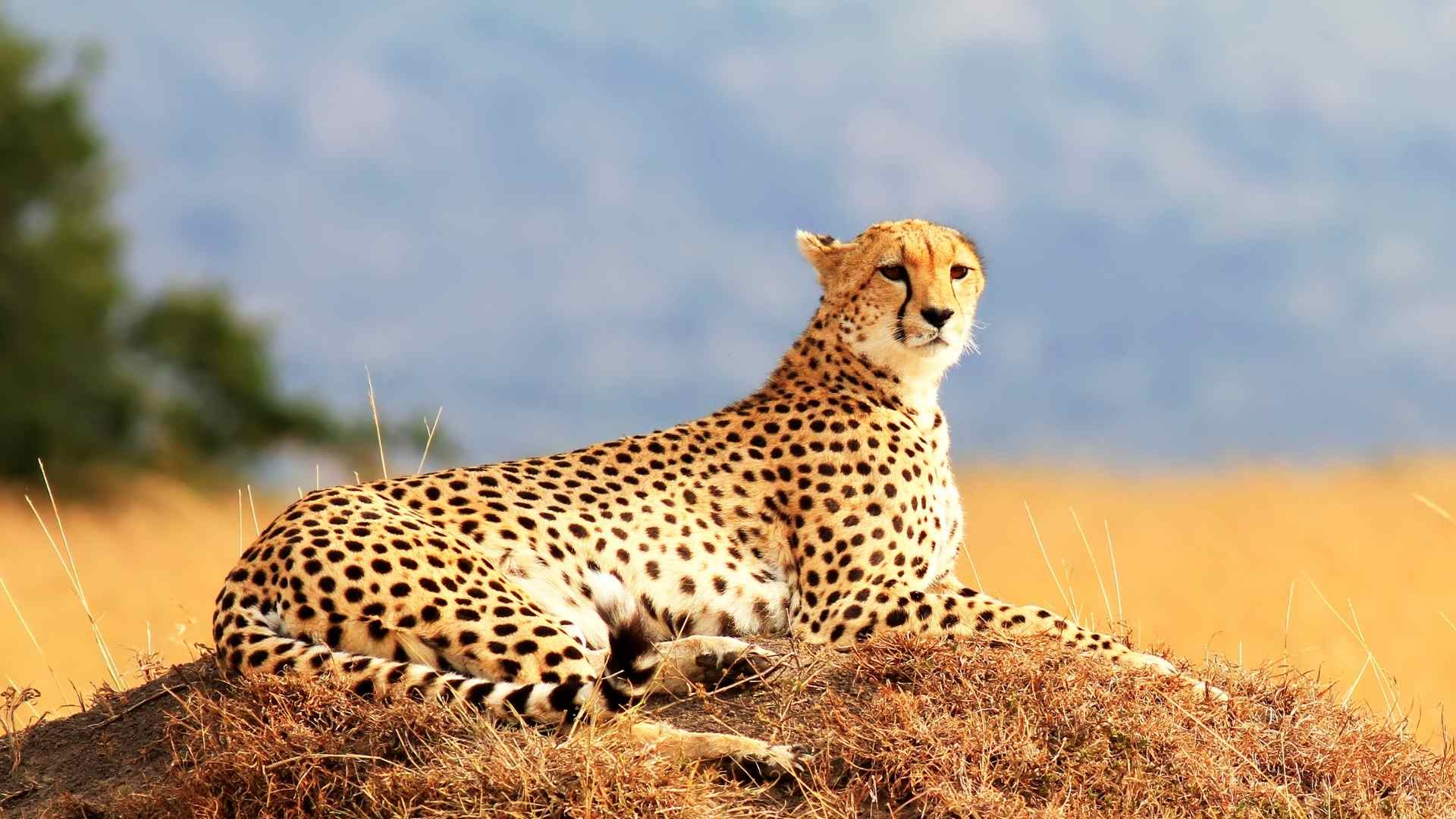 Cheetah